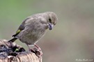 Grünfink Weibchen (Carduelis chloris)