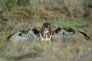 Heute ist Bussard-Tag!