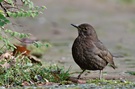 Amsel (Turdus merula)