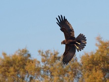 Rohrweihe (Circus Aeruginosus)