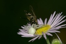 Krabbenspinne