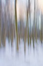 Abend im Winterwald