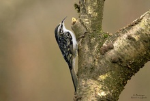 Gartenbaumläufer (Certhia brachydactyla)