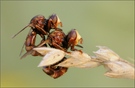 Breitstirnblasenkopffliegen(Sicus ferrugineus )