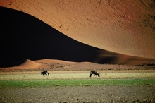 Oryx vor Düne