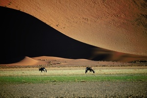 Oryx vor Düne