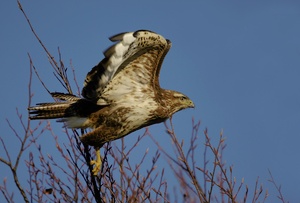 Bussard im Flug