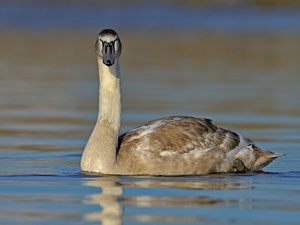 Frühstück bei Franz ...