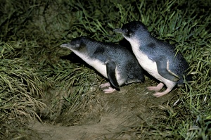 Kleine blaue Schlümpfe - Zwergpinguine NZ