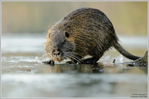 "Guten Rutsch" Nutria (Myocastor coypus)