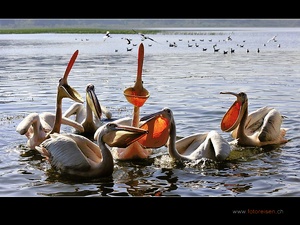 Pelikane in Äthiopien
