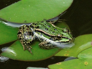 Teichfrosch auf Seerose