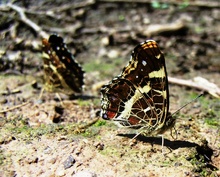 Araschnia levana (Landkärtchen)