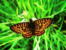 Boloria selene (Braunfleckiger Perlmutterfalter)