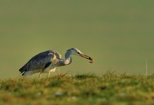 Fischreiher beim Mausen