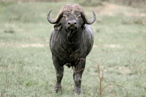 afrikanischer Büffel - prallvoll mit Testosteron