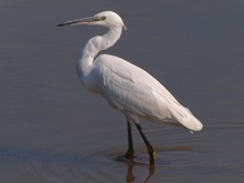 Seidenreiher (Egretta Garzetta) klassisch