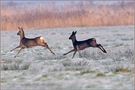 "Schwarzwild" auf der Flucht