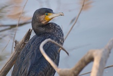 Kormoran (Phalacrocorax Carbo)