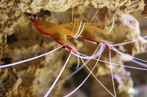 Putzerstation im Aquarium