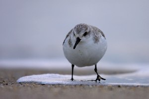 Helgoland I