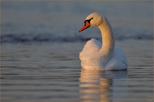 Cygnus olor