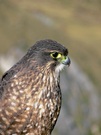 Neuseelandfalke ( Falco novaezeelandiae)