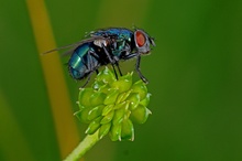 Blaue Schmeißfliege Calliphora Vicina