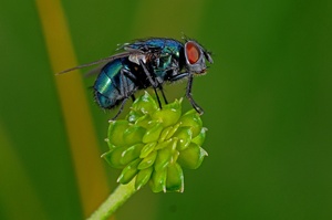 Blaue Schmeißfliege Calliphora Vicina