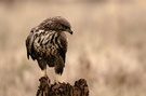 Mäusebussard,Buteo buteo