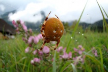 Vierpunkt-Kreuzspinne mit interessantem Hintergrund