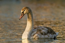 Junger Höckerschwan