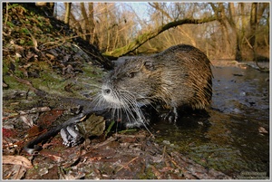 Dramatisches bei den Nutria (Myocastor coypus)