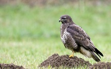 Bussard thront auf dem Maulwurfshügel