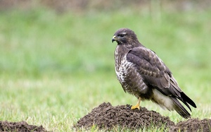 Bussard thront auf dem Maulwurfshügel