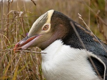 Gelbaugenpinguin (Megadyptes antipodes)