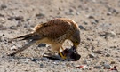 Falke beim Fressen