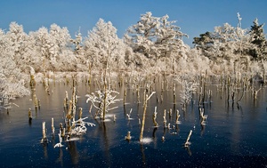 Frost im Großen Moor bei Vechta