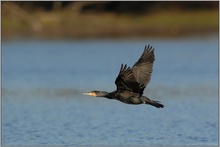 aufmerksamer Jäger... Kormoran *Phalacrocorax carbo*