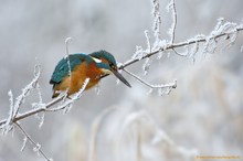 Eisvogel im Winter