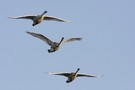 Showflug der Hoeckerschwaene (cygnus olor)