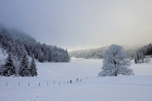 Nebel am Obersee