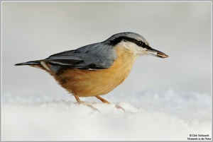 Kleiber (Sitta europaea)