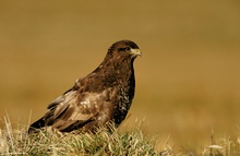 Bussard in der Wintersonne