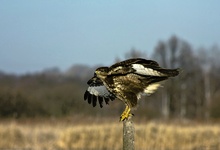 Mäusebussard