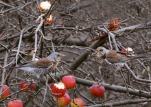 Wacholderdrossel (Turdus pilaris)