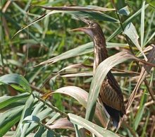 Zwergrohrdommel (Ixobrychus Minutus)