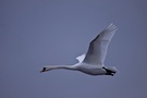 Höckerschwan (Cygnus olor) im Flug 1