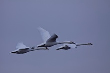 Drei Höckerschwäne (Cygnus olor) im Flug (3)