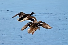 Stockenten (Anas platyrhynchos) im Flug